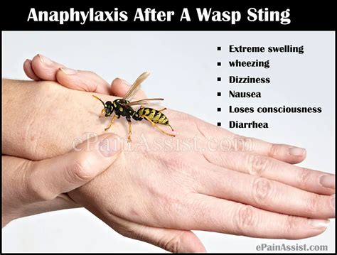 Do wasp stings have any benefits?