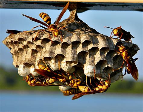 Do wasps call their friends?