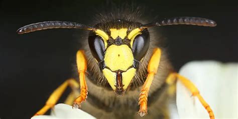 Do wasps come back for revenge?