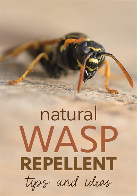 Do wasps dislike peppermint?