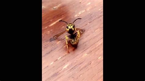 Do wasps get annoyed?
