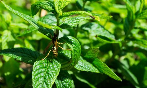 Do wasps hate mint?