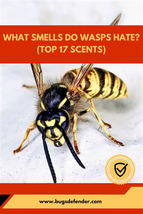 Do wasps hate the smell of garlic?