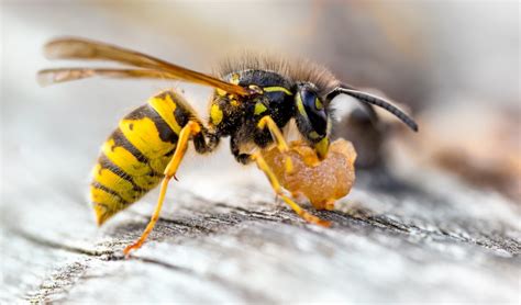 Do wasps have DNA?