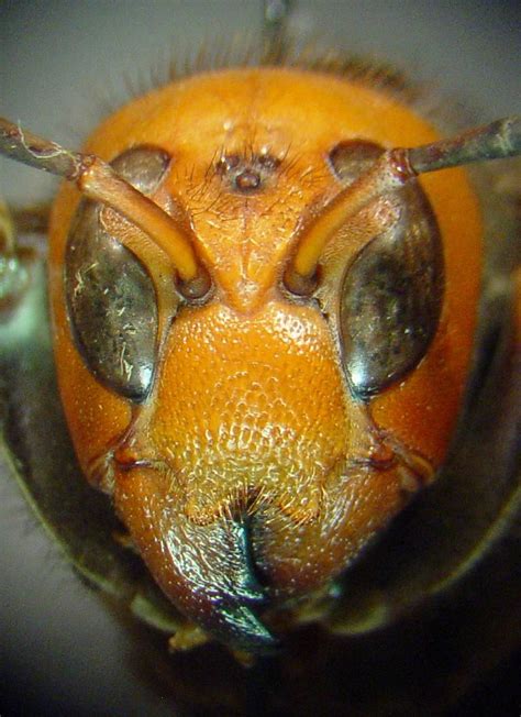 Do wasps have a photographic memory?