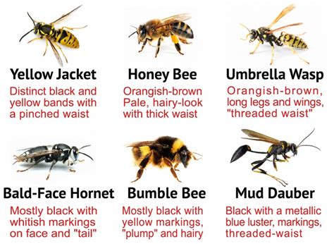 Do wasps have personalities?