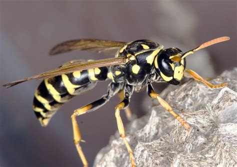 Do wasps have sperm?