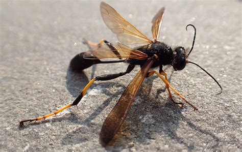 Do wasps inject venom?