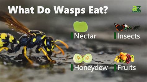 Do wasps like garlic?