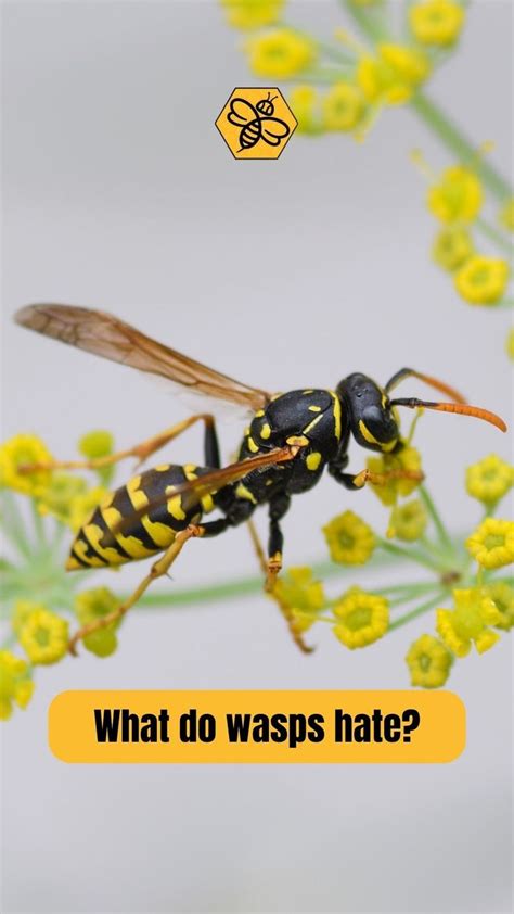 Do wasps like lemon smell?