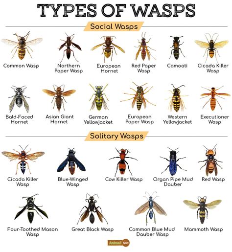 Do wasps like perfume?
