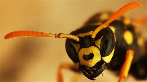 Do wasps recognize human faces?