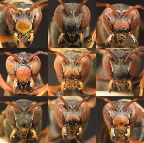 Do wasps recognize peoples faces?