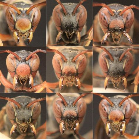 Do wasps remember faces?