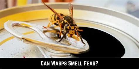 Do wasps remember smells?