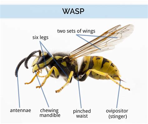 Do wasps remember what you look like?