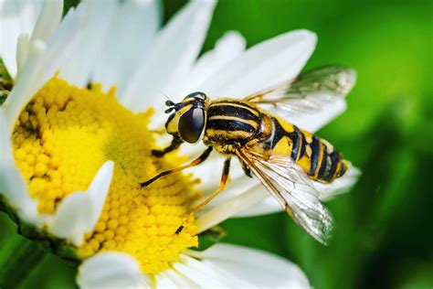 Do wasps reproduce asexually?