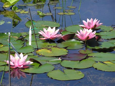 Do water lilies live in ponds?