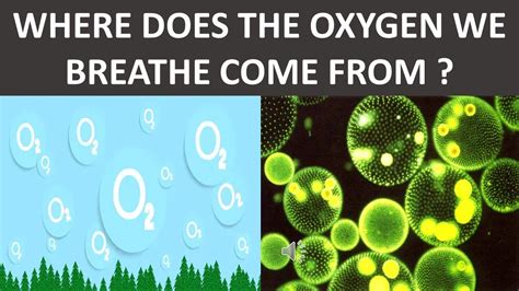 Do we breath O or O2?