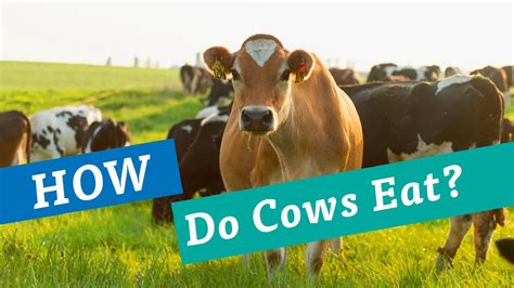 Do we eat cows or steers?