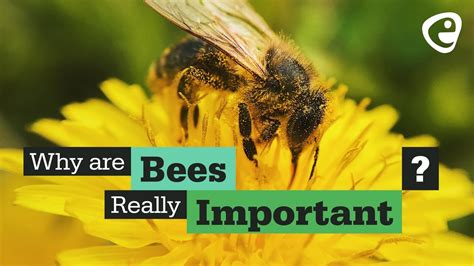 Do we need all bees?