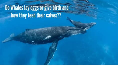 Do whales lay eggs?