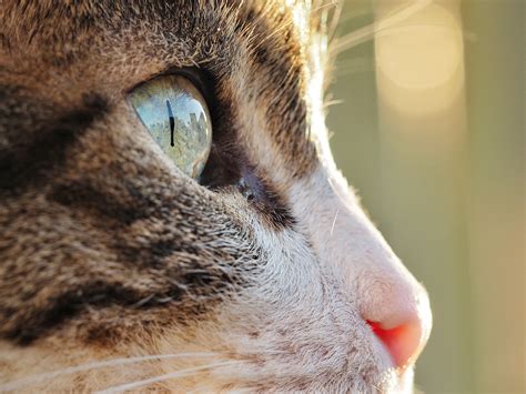 Do white cats have bad eyesight?