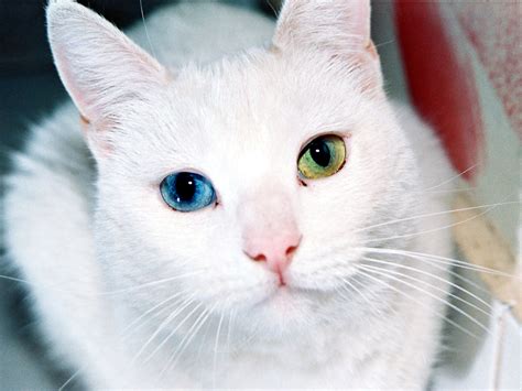 Do white cats have eye problems?