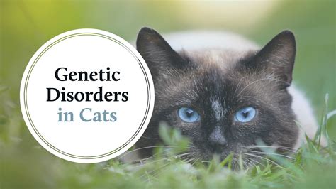 Do white cats have genetic disorders?