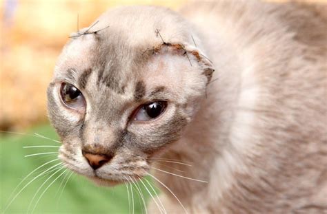 Do white cats have special needs?