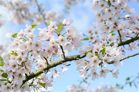 Do white cherry blossoms turn pink?