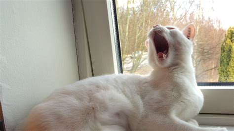 Do white deaf cats meow?