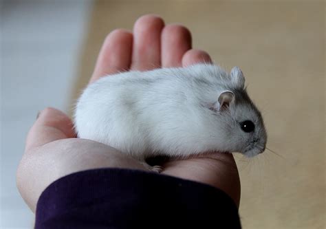 Do white hamsters exist?