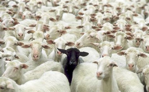 Do white sheep avoid black sheep?