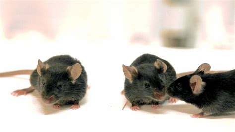Do wild mice feel pain?
