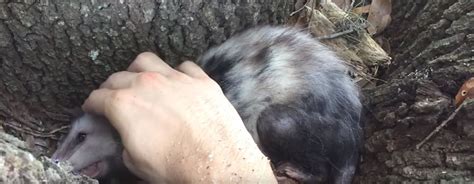 Do wild possums bite?