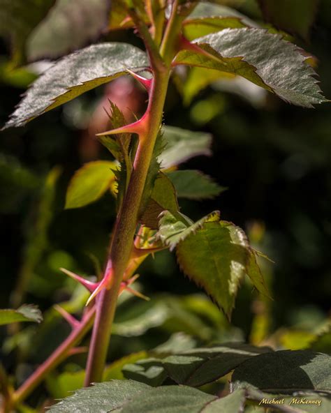 Do wild roses have thorns?