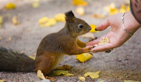 Do wild squirrels eat meat?