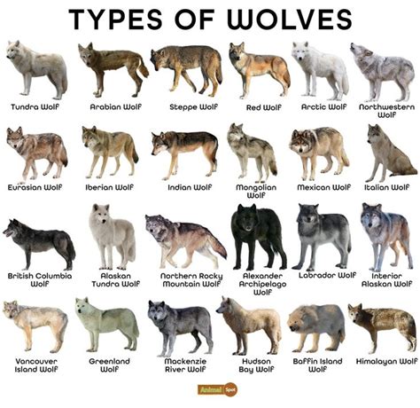 Do wolves carry trichinosis?