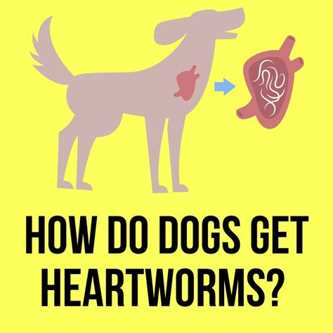 Do wolves get heartworm?