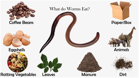 Do worms eat egg cartons?