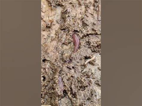 Do worms eat wet cardboard?