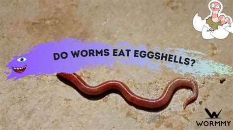 Do worms feel cold?