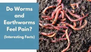 Do worms feel stress?