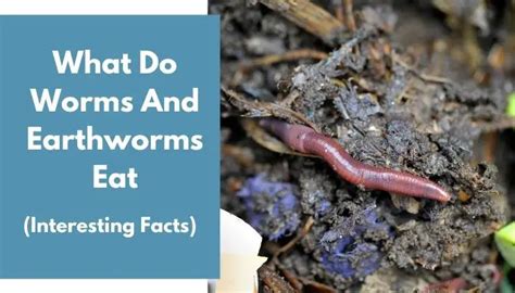 Do worms get tired?