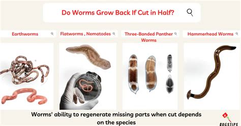 Do worms grow back if you cut them?