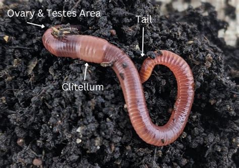 Do worms have sexes?