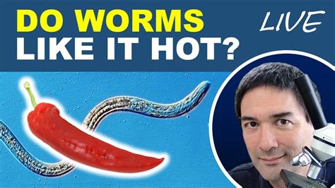 Do worms like garlic?