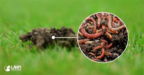 Do worms like grass clippings?