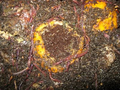 Do worms like orange peels?